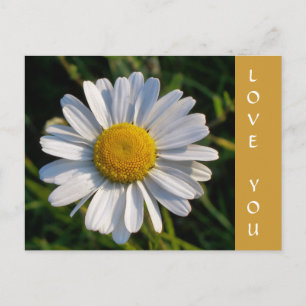 CARTE POSTALE FLEURS SAUVAGES