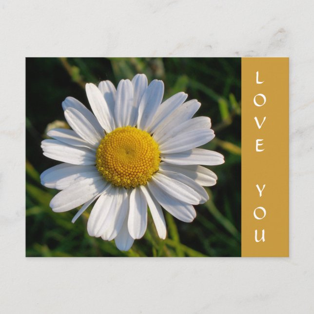 CARTE POSTALE FLEURS SAUVAGES (Devant)