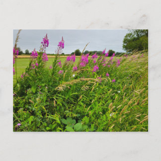 Carte Postale Fleurs sauvages