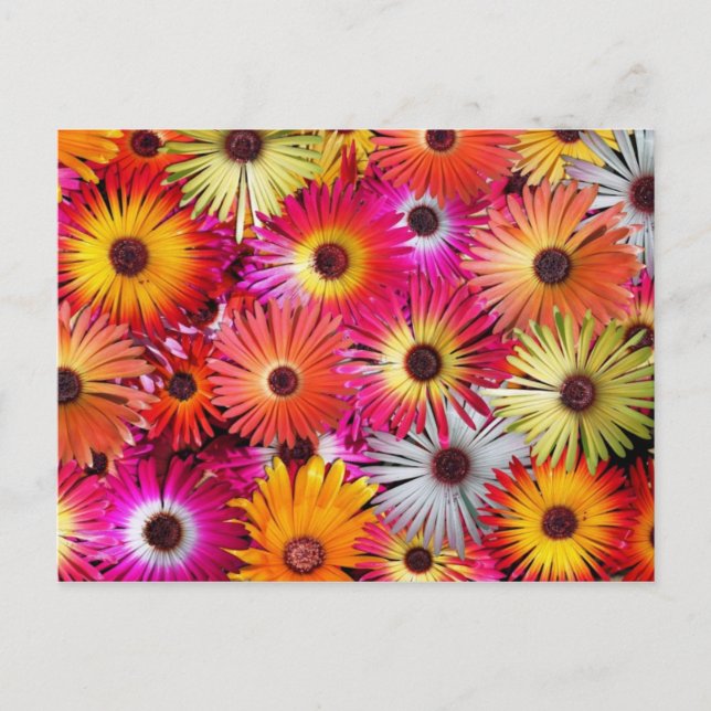 Carte Postale fleurs sauvages (Devant)