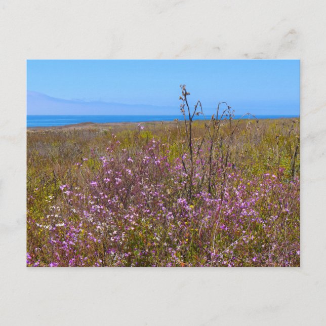Carte Postale Fleurs sauvages (Devant)