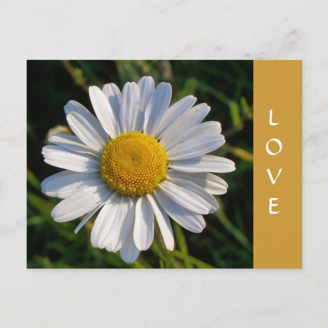 CARTE POSTALE FLEURS SAUVAGES (Devant)