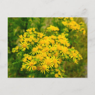 Carte Postale Fleurs sauvages