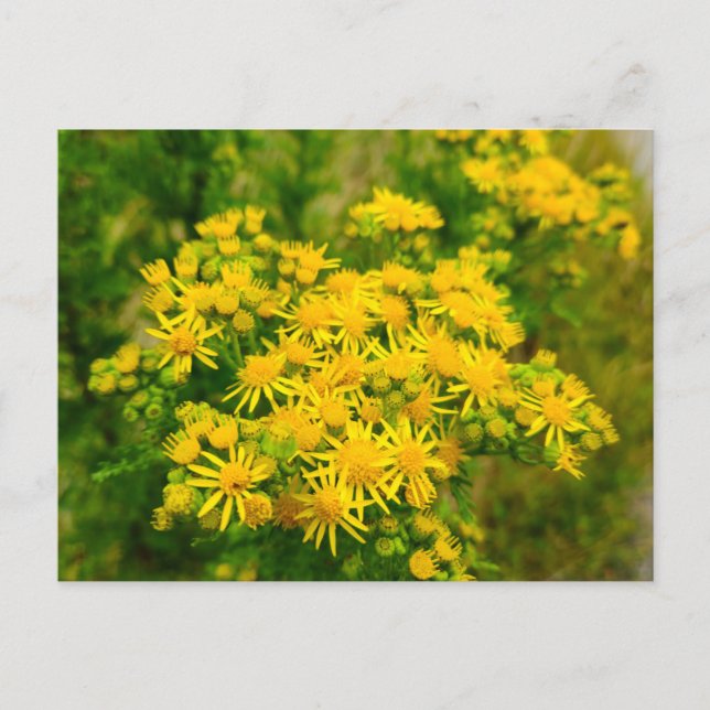Carte Postale Fleurs sauvages  (Devant)