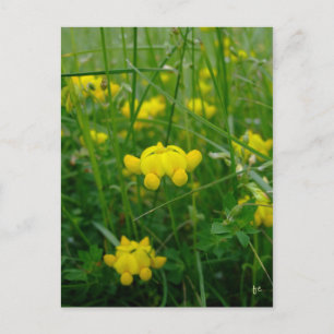 Carte Postale fleurs sauvages