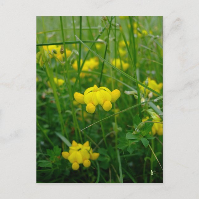 Carte Postale fleurs sauvages (Devant)
