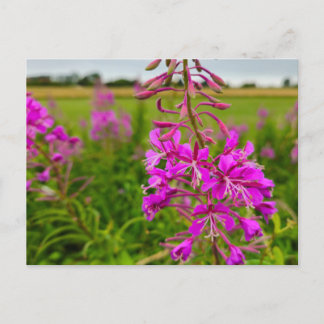 Carte Postale Fleurs sauvages