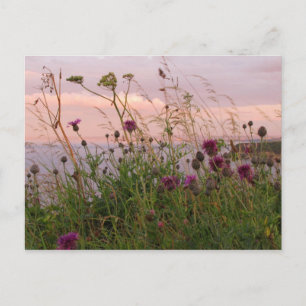 Carte Postale Fleurs sauvages à Dusk