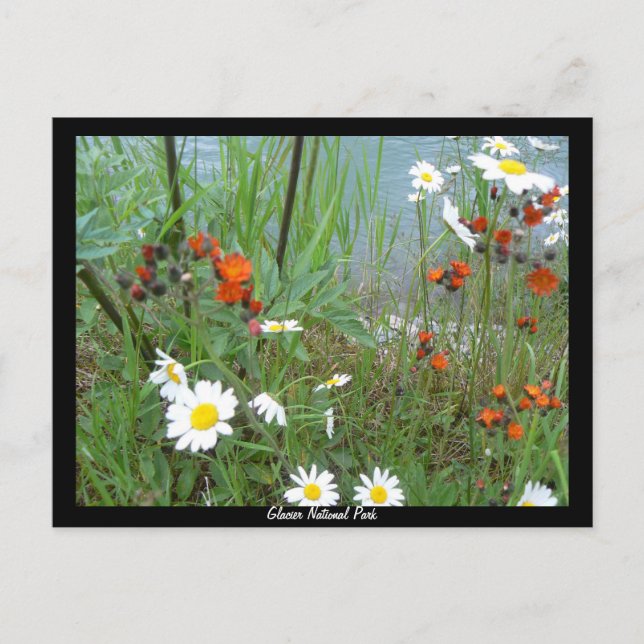 Carte Postale Fleurs sauvages à Glacier (Devant)
