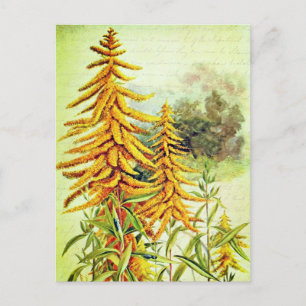Carte Postale Fleurs sauvages américaines jaune verge d'or vinta