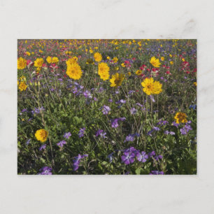 Carte Postale Fleurs sauvages au bord de la route au Texas, prin