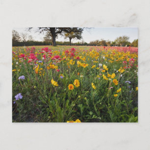 Carte Postale Fleurs sauvages au bord de la route au Texas, prin