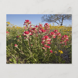 Carte Postale Fleurs sauvages au bord de la route au Texas, prin