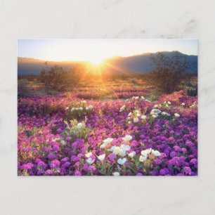 Carte Postale Fleurs sauvages au coucher du soleil   Désert d'An