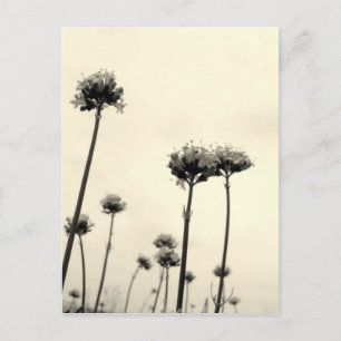 Carte Postale Fleurs sauvages (B&W)