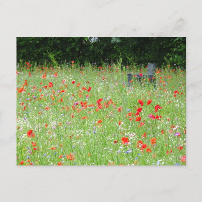 Carte Postale Fleurs sauvages Banc de coquelicots do-it-yourself (Devant)