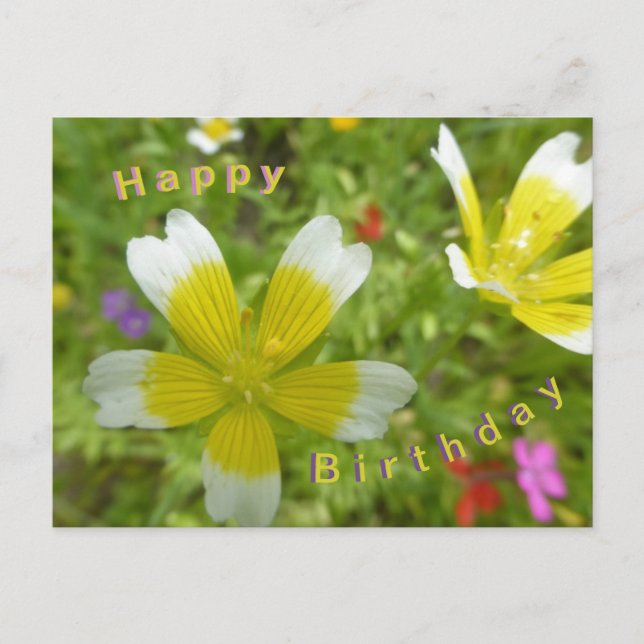 Carte Postale Fleurs sauvages : Blanc Jaune Joyeux Anniversaire  (Devant)