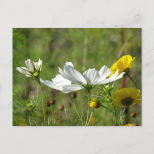 Carte Postale Fleurs sauvages blanches et jaunes do-it-yourself 