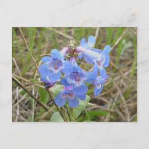 Carte Postale Fleurs sauvages bleues F3 Beardtongue bleu élancé