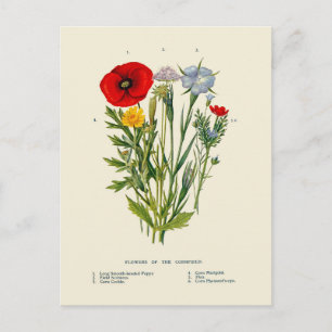 Carte Postale Fleurs sauvages botaniques vintage de champ de maï