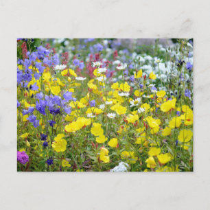 Carte Postale Fleurs sauvages colorées d'été
