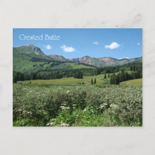 Carte Postale Fleurs sauvages dans Crested Butte
