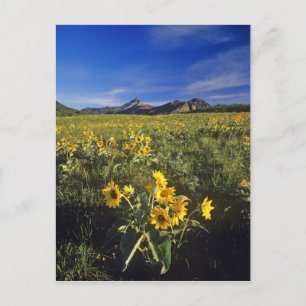 Carte Postale Fleurs sauvages d'arrowleaf balsomroot à Waterton