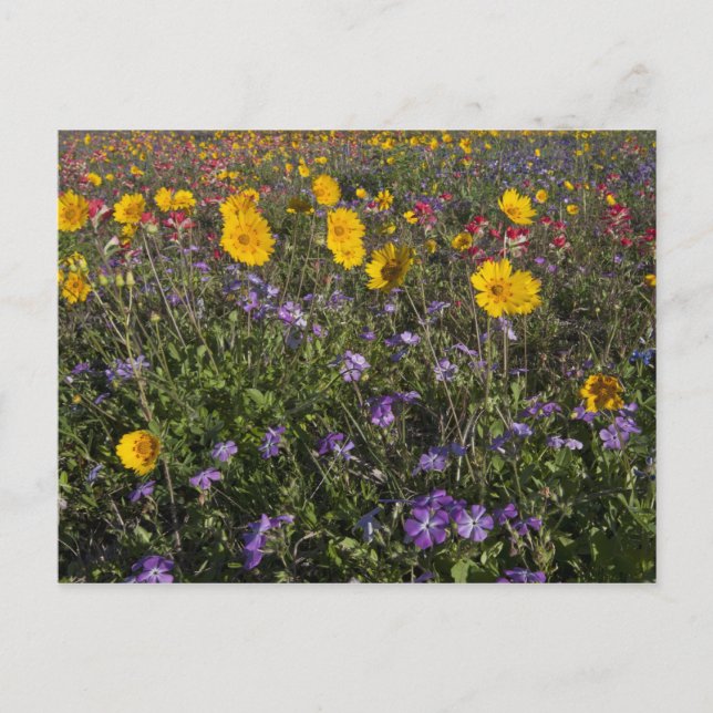 Carte Postale Fleurs sauvages de bord de route en Texas, printem (Devant)