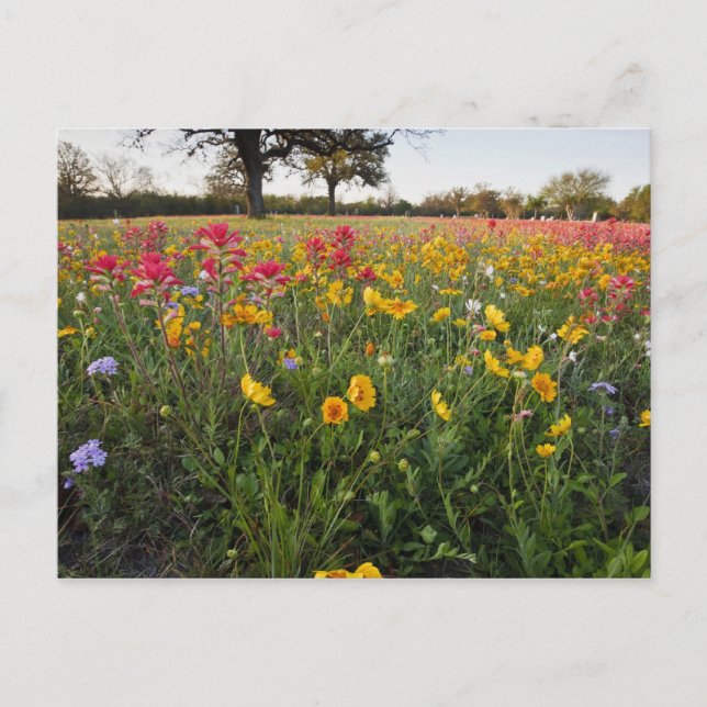 Carte Postale Fleurs sauvages de bord de route en Texas, printem (Devant)