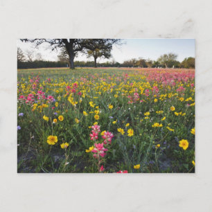 Carte Postale Fleurs sauvages de bord de route en Texas, printem