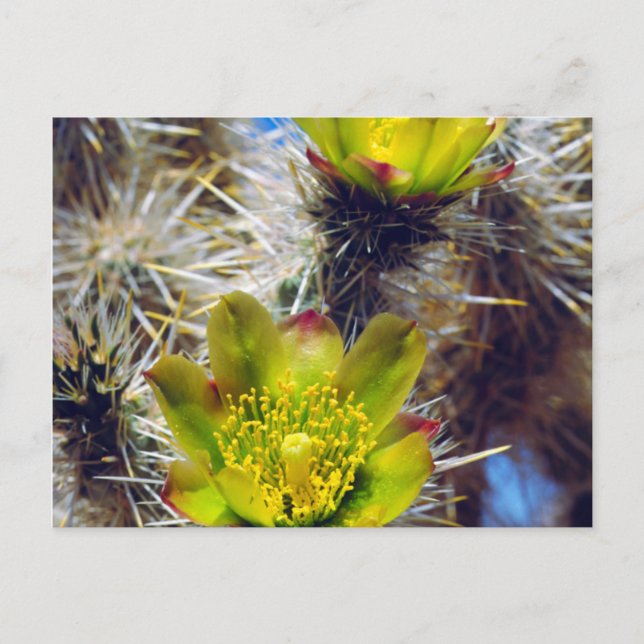 Carte Postale Fleurs sauvages de cactus Cholla argenté (Devant)