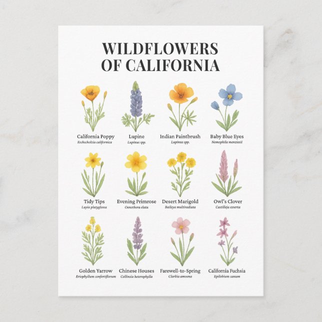 Carte Postale Fleurs sauvages de Californie - Aquarelle botaniqu (Devant)