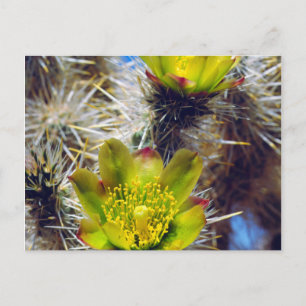 Carte Postale Fleurs sauvages de Cholla Cactus en argent