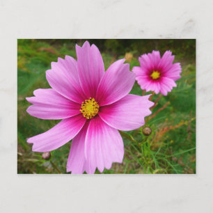 Carte Postale Fleurs sauvages de Cosmos rose
