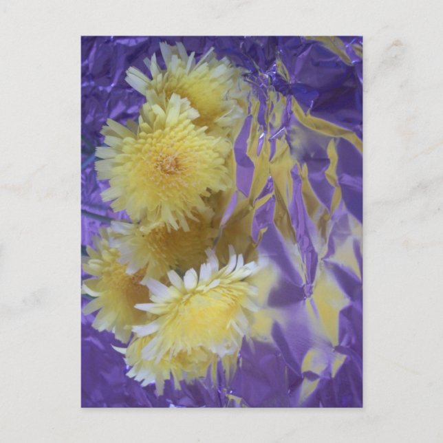 Carte Postale Fleurs sauvages de désert jaune (Devant)