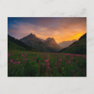 Carte Postale Fleurs sauvages de glacier