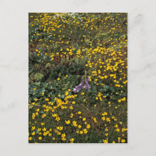 Carte Postale Fleurs sauvages de Hall Island, Bog Saxifrage