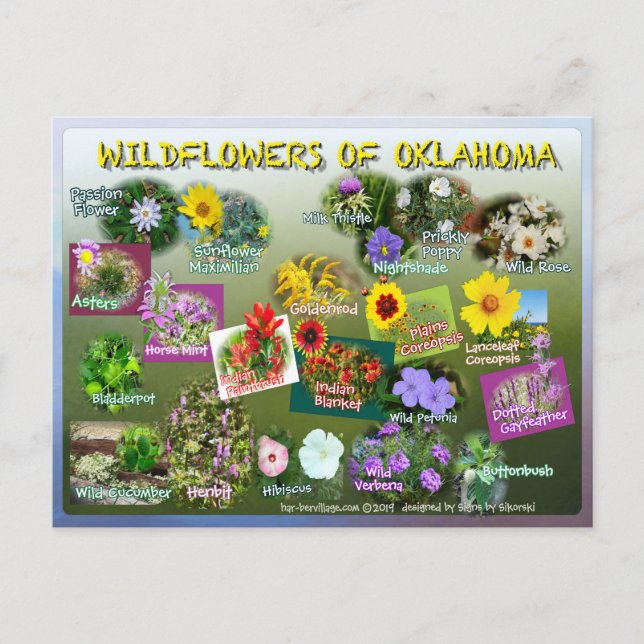 Carte postale fleurs sauvages de l'Oklahoma 19r (Devant)