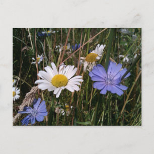 Carte Postale Fleurs sauvages de l'Oregon