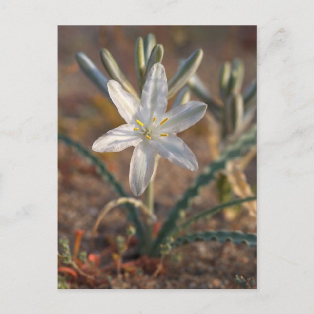 Carte Postale Fleurs sauvages de lys du désert (Devant)