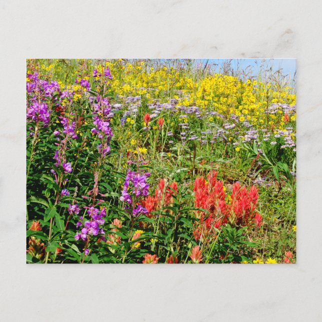 Carte Postale Fleurs sauvages des Rocheuses (Devant)