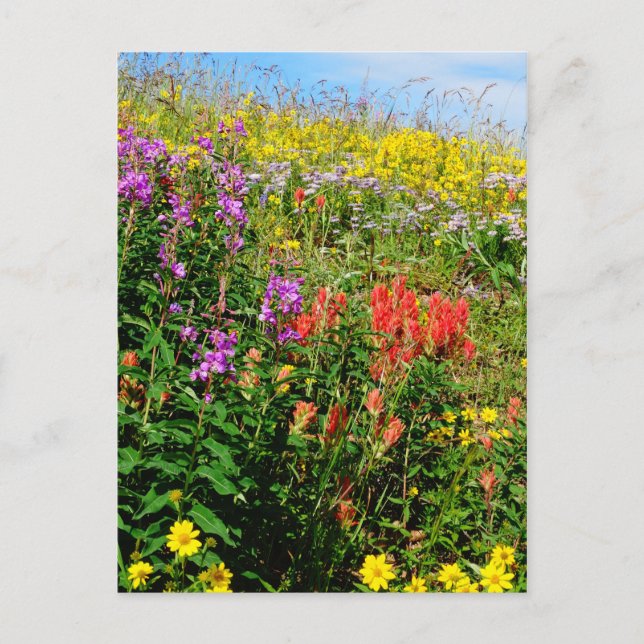 Carte Postale Fleurs sauvages des Rocheuses (Devant)