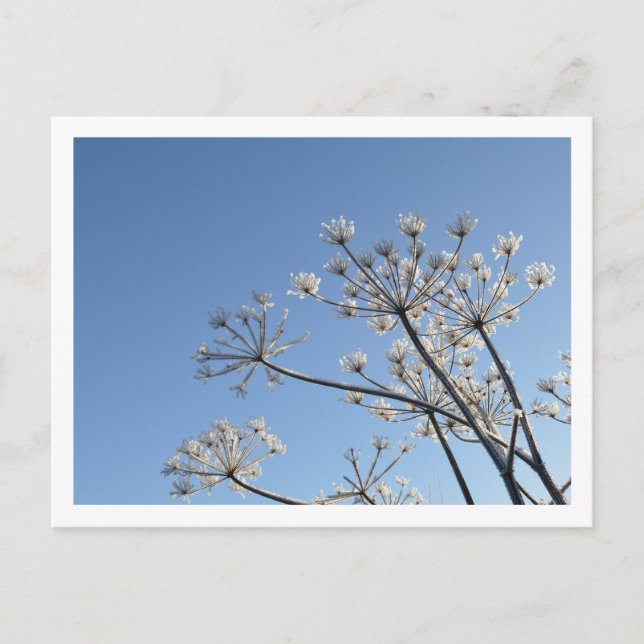 Carte Postale Fleurs Sauvages d'Hiver (Devant)