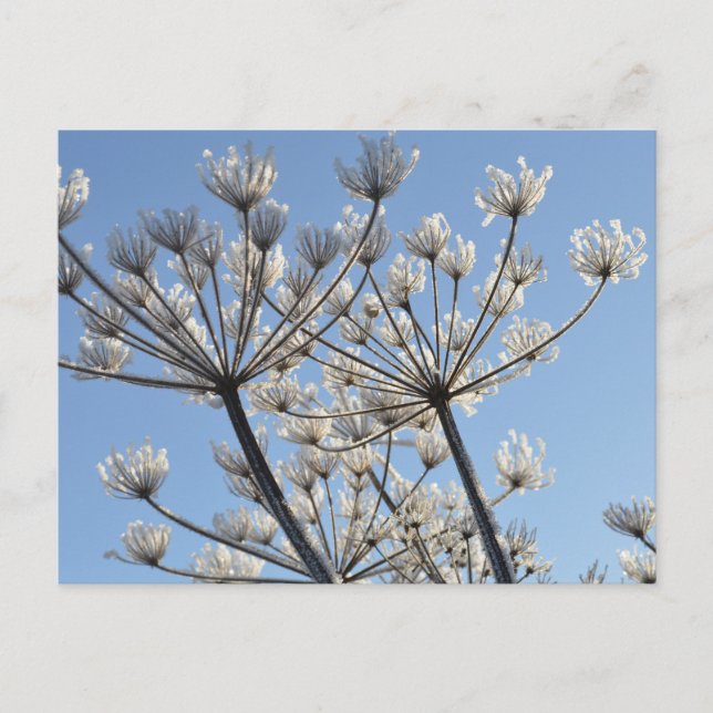 Carte Postale Fleurs sauvages d'hiver (Devant)