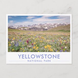 Carte Postale Fleurs sauvages du Parc national de Yellowstone Ca