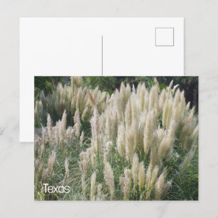 Carte Postale Fleurs sauvages du Texas