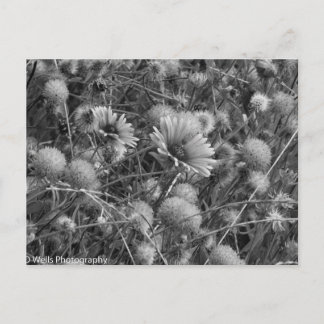 Carte Postale Fleurs sauvages en noir et blanc
