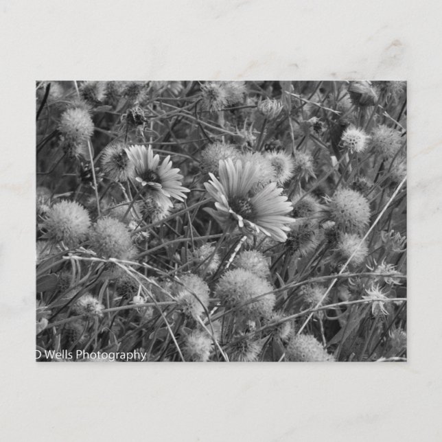 Carte Postale Fleurs sauvages en noir et blanc (Devant)