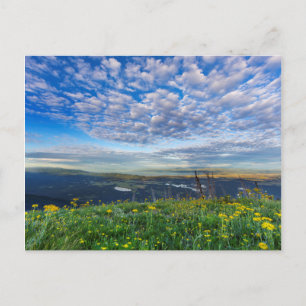 Carte Postale Fleurs sauvages Groundsel dans la chaîne Swan