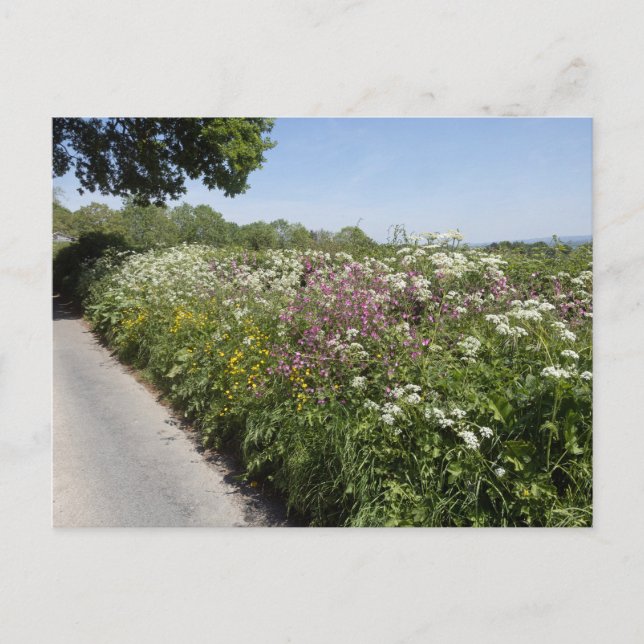 Carte Postale Fleurs sauvages Herefordshire (Devant)